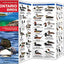 Ontario Birds: A Folding Pocket Guide to Familiar Species (Wildlife and Nature Identification)