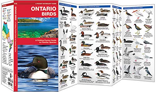 Ontario Birds: A Folding Pocket Guide to Familiar Species (Wildlife and Nature Identification)