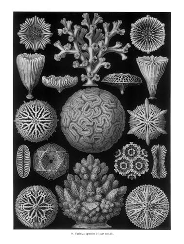 Art Forms in Nature (Dover Pictorial Archive)