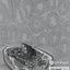 Solutions and Tests for Exploring Creation with Biology 2nd Edition