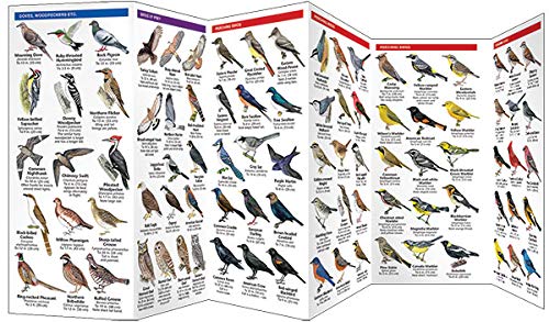Ontario Birds: A Folding Pocket Guide to Familiar Species (Wildlife and Nature Identification)