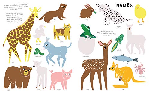 The New Baby Revised Edition: An activity book for soon-to-be big brothers and sisters