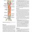 Gray's Basic Anatomy with Student Consult
