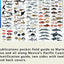 Mexico Pacific Coast Marine Guide (Laminated Foldout Pocket Field Guide) (Costa Rica Field Guides) (English and Spanish Edition)