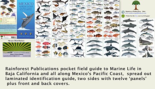 Mexico Pacific Coast Marine Guide (Laminated Foldout Pocket Field Guide) (Costa Rica Field Guides) (English and Spanish Edition)