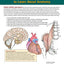 Complete Anatomy Coloring Book: Newly Revised and Updated Edition (IMM Lifestyle Books) Over 150 Diagrams, Illustrates All of the Body's Systems, Details Points of Origin and Insertion