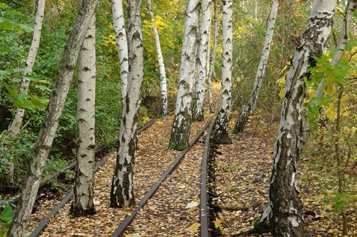 Gardens of the High Line: Elevating the Nature of Modern Landscapes