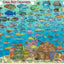 New Providence Bahamas Dive Map & Reef Creatures Guide Franko Maps Laminated Fish Card