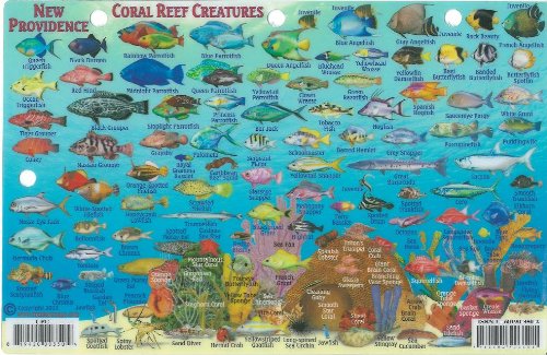 New Providence Bahamas Dive Map & Reef Creatures Guide Franko Maps Laminated Fish Card