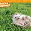 Hedgehogs (National Geographic Kids Readers, Level 1)