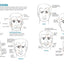 Begin to Draw People: Simple Techniques for Drawing the Head and Body