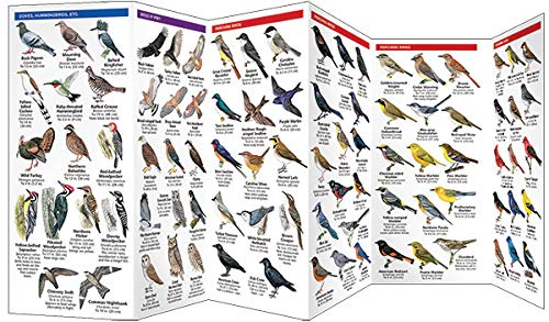 Virginia Birds: A Folding Pocket Guide to Familiar Species (Wildlife and Nature Identification)