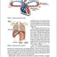 Running Anatomy