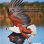 The Empire of the Eagle: An Illustrated Natural History