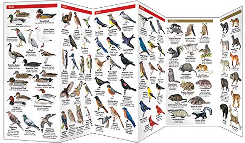Missouri Wildlife: A Folding Pocket Guide to Familiar Animals (Wildlife and Nature Identification)