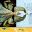 Ultimate Bugopedia: The Most Complete Bug Reference Ever (National Geographic Kids)