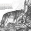 A Wolf Called Wander: A Gripping Animal Survival Story About a Young Wolf Seeking Home in the Mountains (A Voice of the Wilderness Novel)