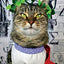 A Cat's Tale: A Journey Through Feline History by Koudounari