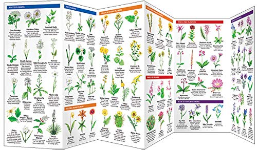 Colorado Trees & Wildflowers: A Folding Pocket Guide to Familiar Plants (Nature Observation North America)