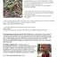 Environmental arts therapy and the Tree of life