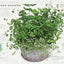 The Cook's Herb Garden: Grow, Harvest, Cook