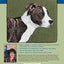 Hooking Animals: How to Bring Animals to Life in Wool Rugs