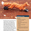 Whittling in Your Free Time: 16 Quick & Easy Projects to Carve in Wood (Fox Chapel Publishing) Sequel to 20-Minute Whittling Projects: Flat-Plane Style Safari, Aquatic, Woodland, Farm Animals, & More