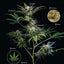 Green: A Field Guide to Marijuana: (Books about Marijuana, Guide to Cannabis, Weed Bible)