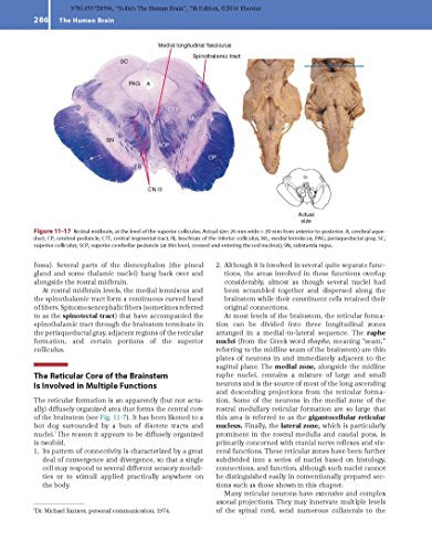 Nolte's The Human Brain: An Introduction to its Functional Anatomy