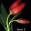 Sense and Sensibility