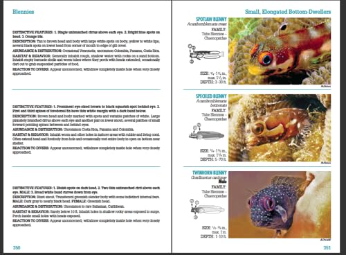 Reef Fish Identification - Florida Caribbean Bahamas - 4th Edition (Reef Set)