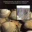 The Geological Record of Ecological Dynamics: Understanding the Biotic Effects of Future Environmental Change