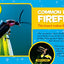 National Geographic Little Kids First Big Book of Bugs