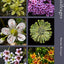 Saxifrages: The Definitive Guide to 2000 Species, Hybrids & Cultivars