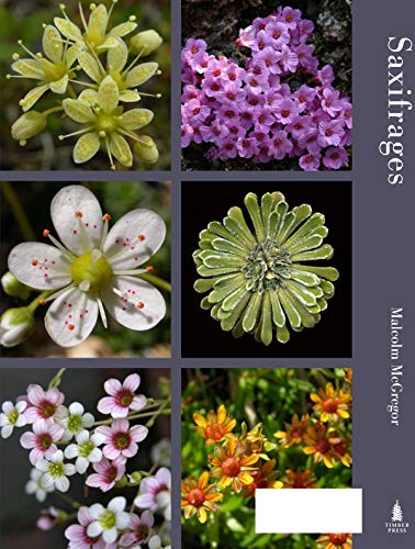 Saxifrages: The Definitive Guide to 2000 Species, Hybrids & Cultivars