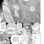 Berserk, Vol. 35