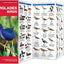 Everglades Birds: A Folding Pocket Guide to Familiar Species (Wildlife and Nature Identification)