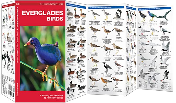 Everglades Birds: A Folding Pocket Guide to Familiar Species (Wildlife and Nature Identification)