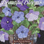 Another Season of Beautiful Blooms: Appliquéd Quilts and Cushions