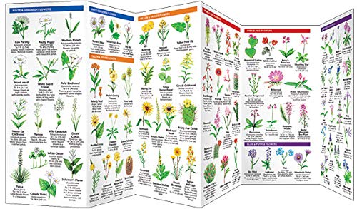 Utah Trees & Wildflowers: A Folding Pocket Guide to Familiar Plants (Wildlife and Nature Identification)