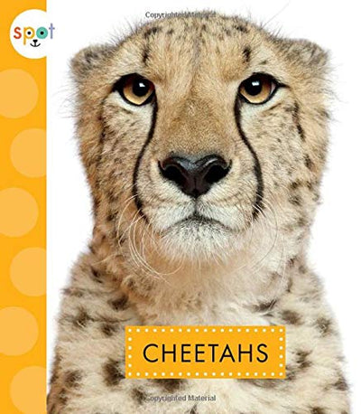 Cheetahs (Spot African Animals)