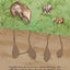 How the Piloses Evolved Skinny Noses (Evolving Minds)