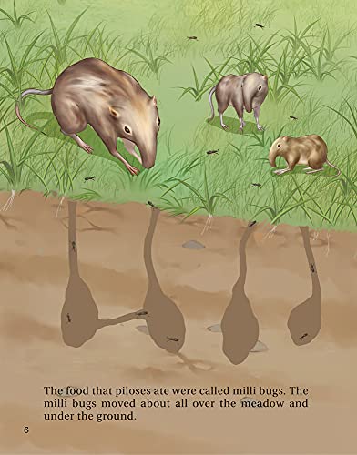 How the Piloses Evolved Skinny Noses (Evolving Minds)