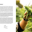 Weed: A Connoisseur