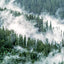 Trees (Gift Edition): Between Earth and Heaven