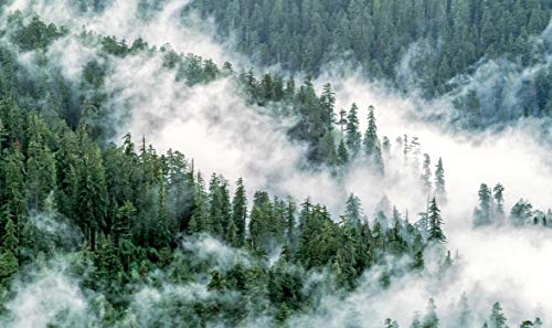 Trees (Gift Edition): Between Earth and Heaven