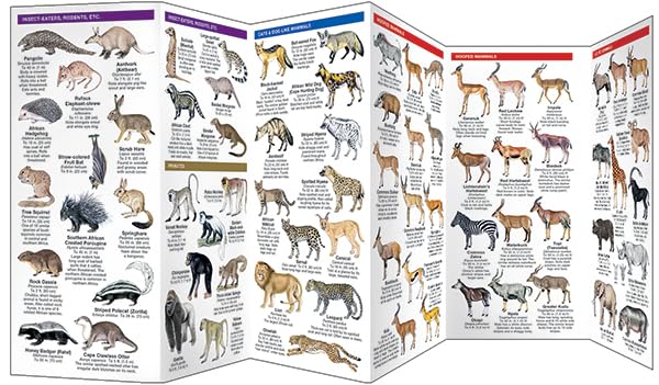 African Wildlife: A Folding Pocket Guide to Familiar Species (Wildlife and Nature Identification)