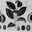 A Modern Herbal (Volume 2, I-Z and Indexes)