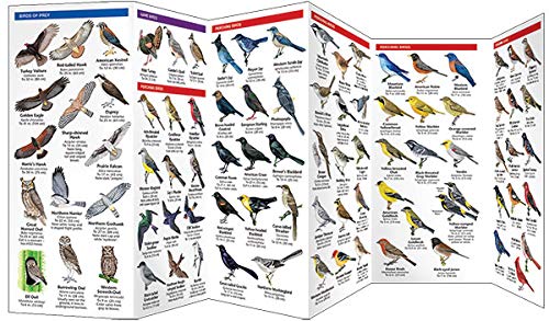 Arizona Birds (Wildlife and Nature Identification)
