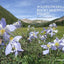 Wildflowers of the Rocky Mountain Region (A Timber Press Field Guide)